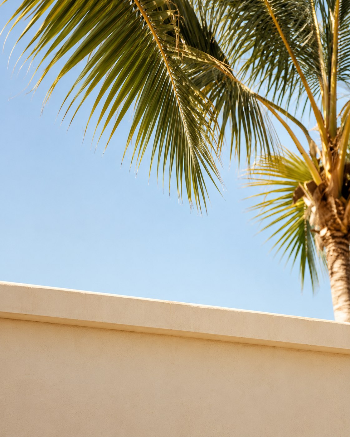 Palm tree against a blue sky